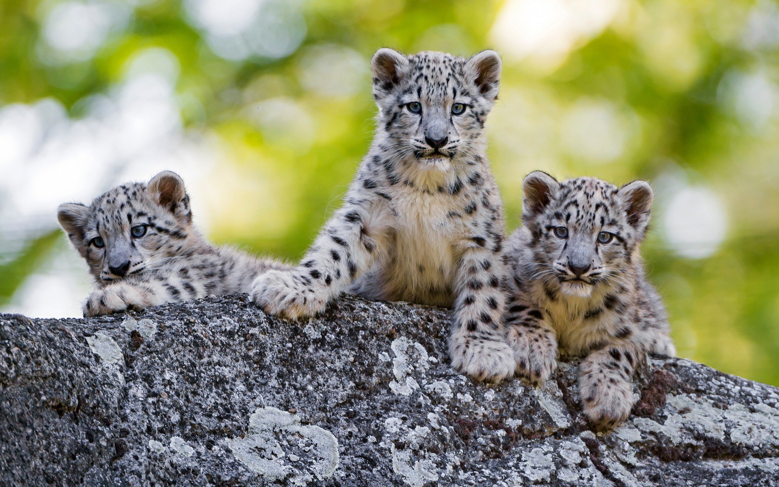 Download wallpaper snow leopard cubs, predators, wildlife, white