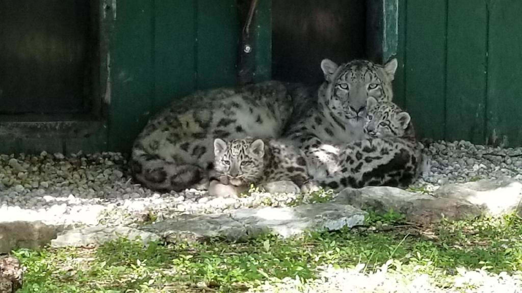 Zoo debuts snow leopard cubs; needs help naming them Free