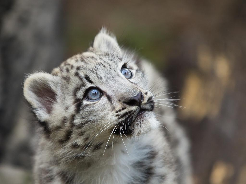Snow Leopard Cubs With Blue Eyes HD Wallpaper, Background Image
