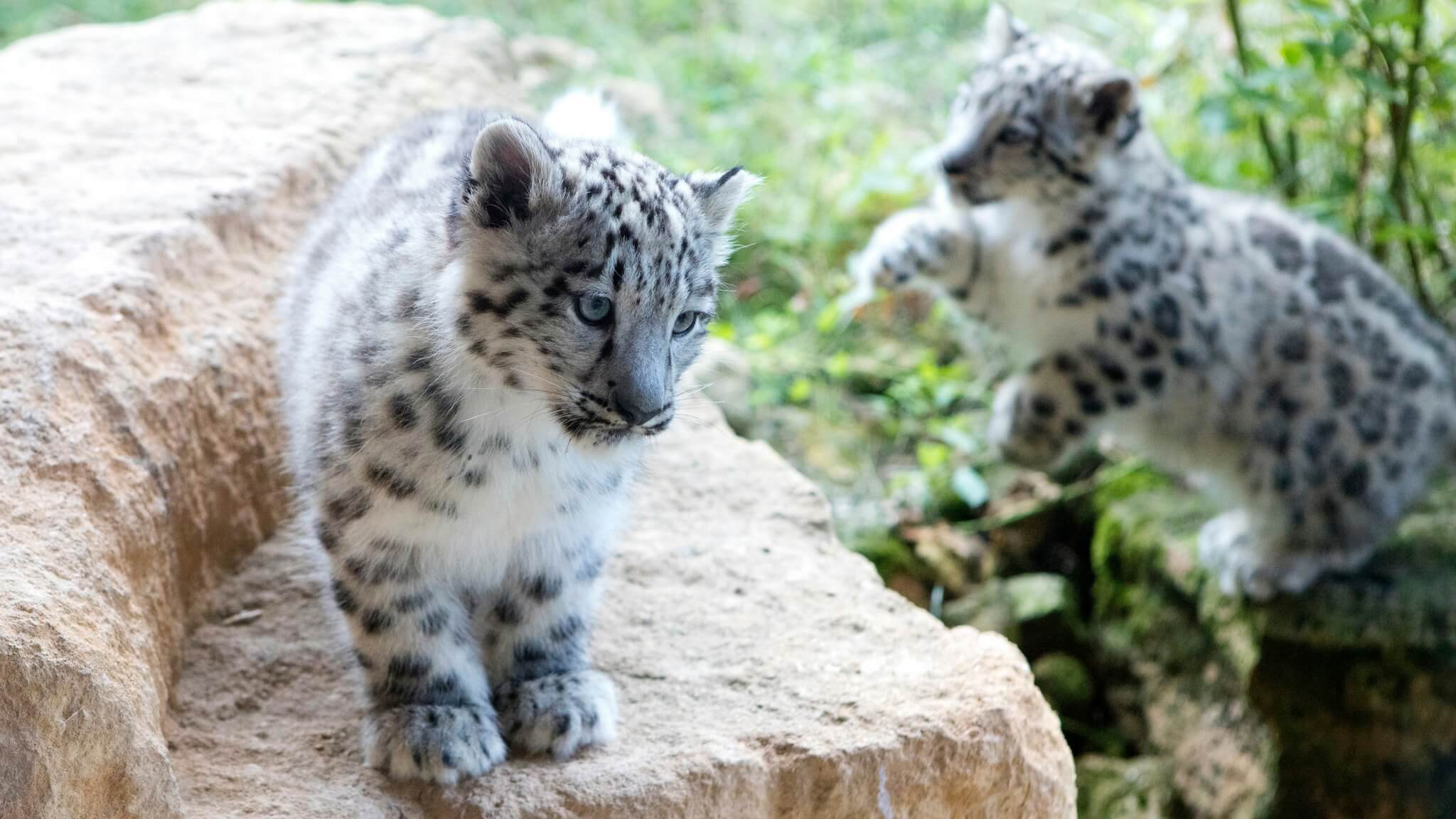 Snow leopard twins born at Twycross Zoo