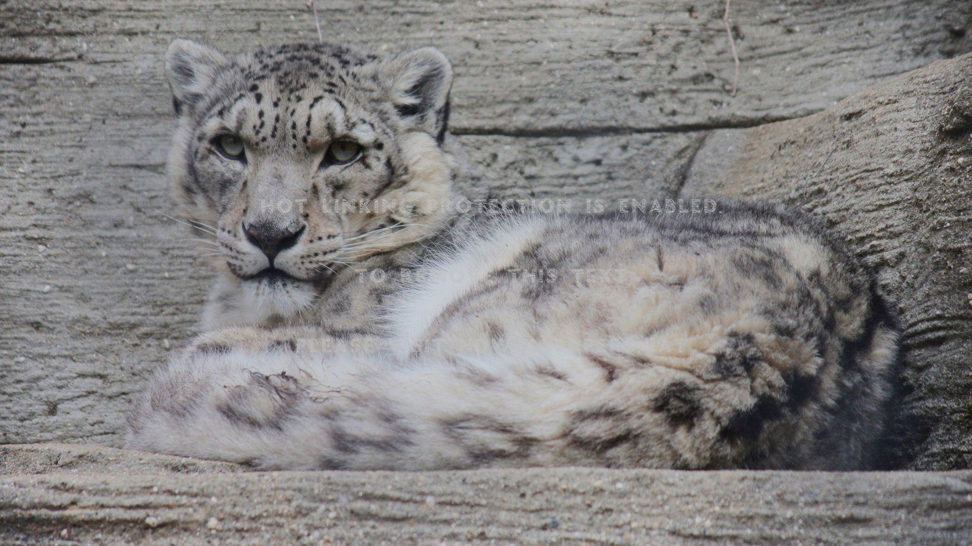 snow leopard cub wild cats predators nature