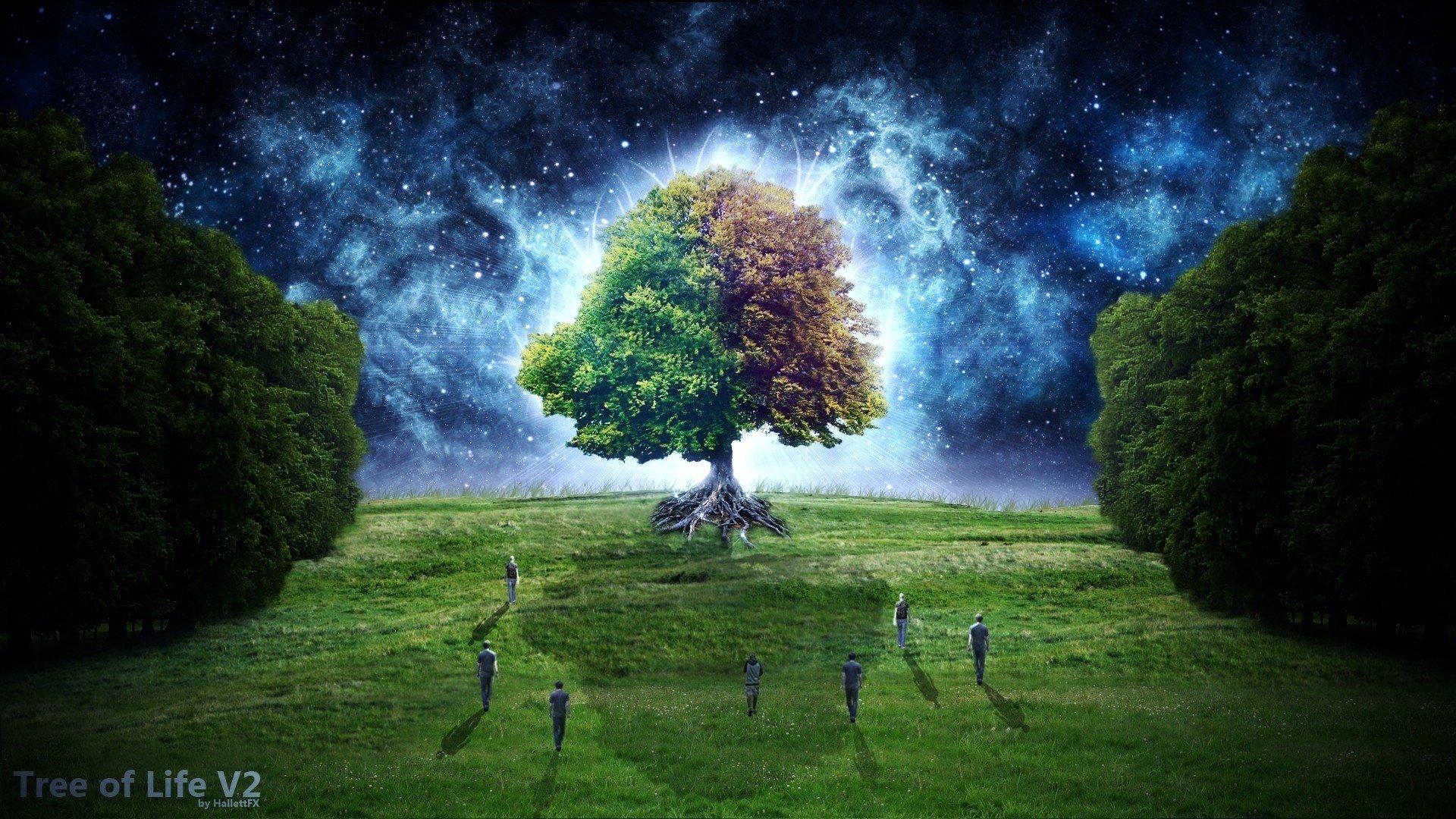 Tree of Life HD Wallpaper