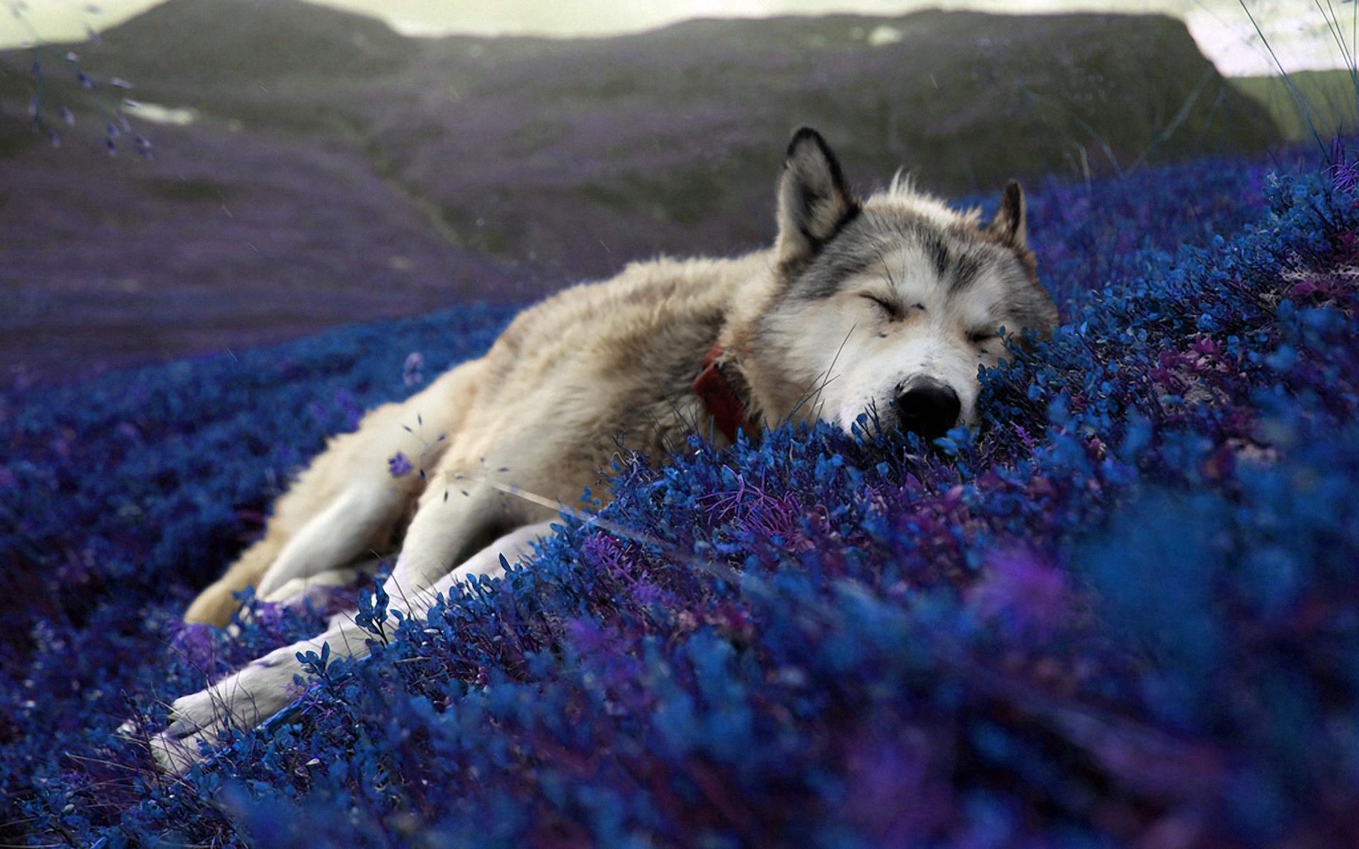 Beautiful, relaxing wallpaper of a wolf