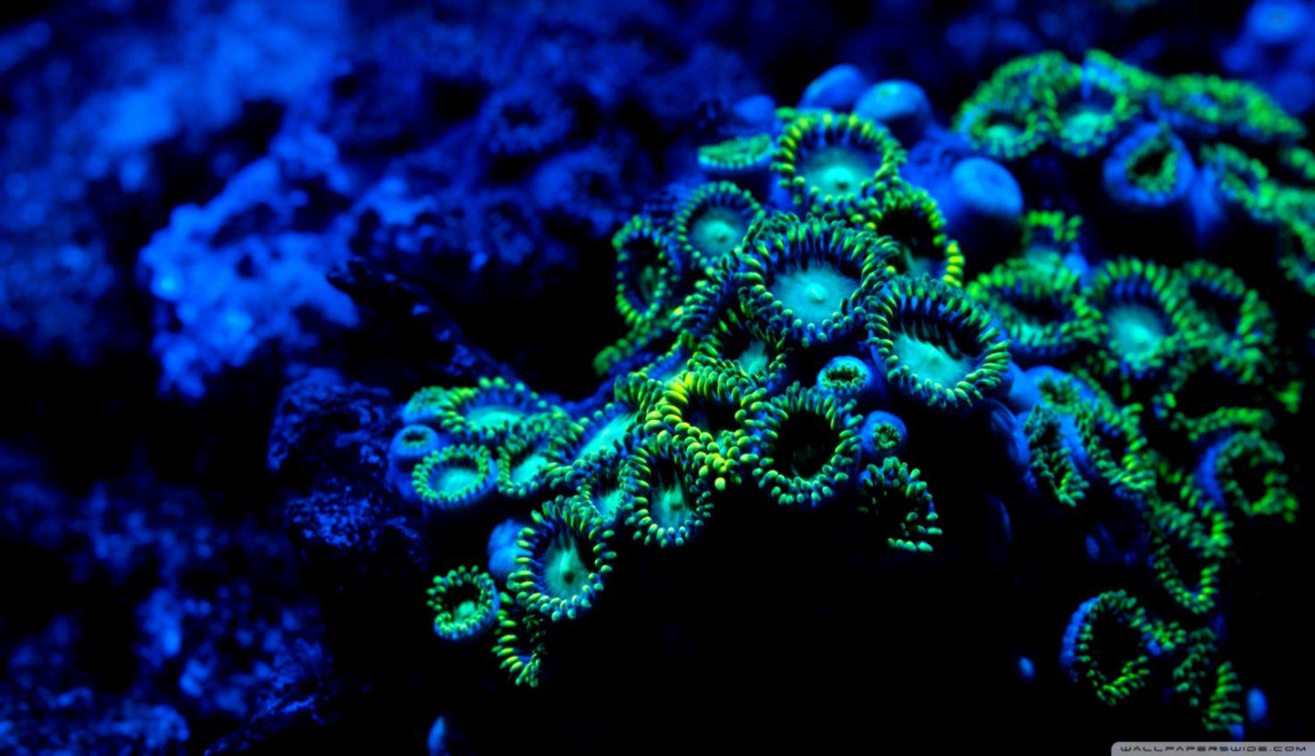 Coral Wallpaper Widescreen