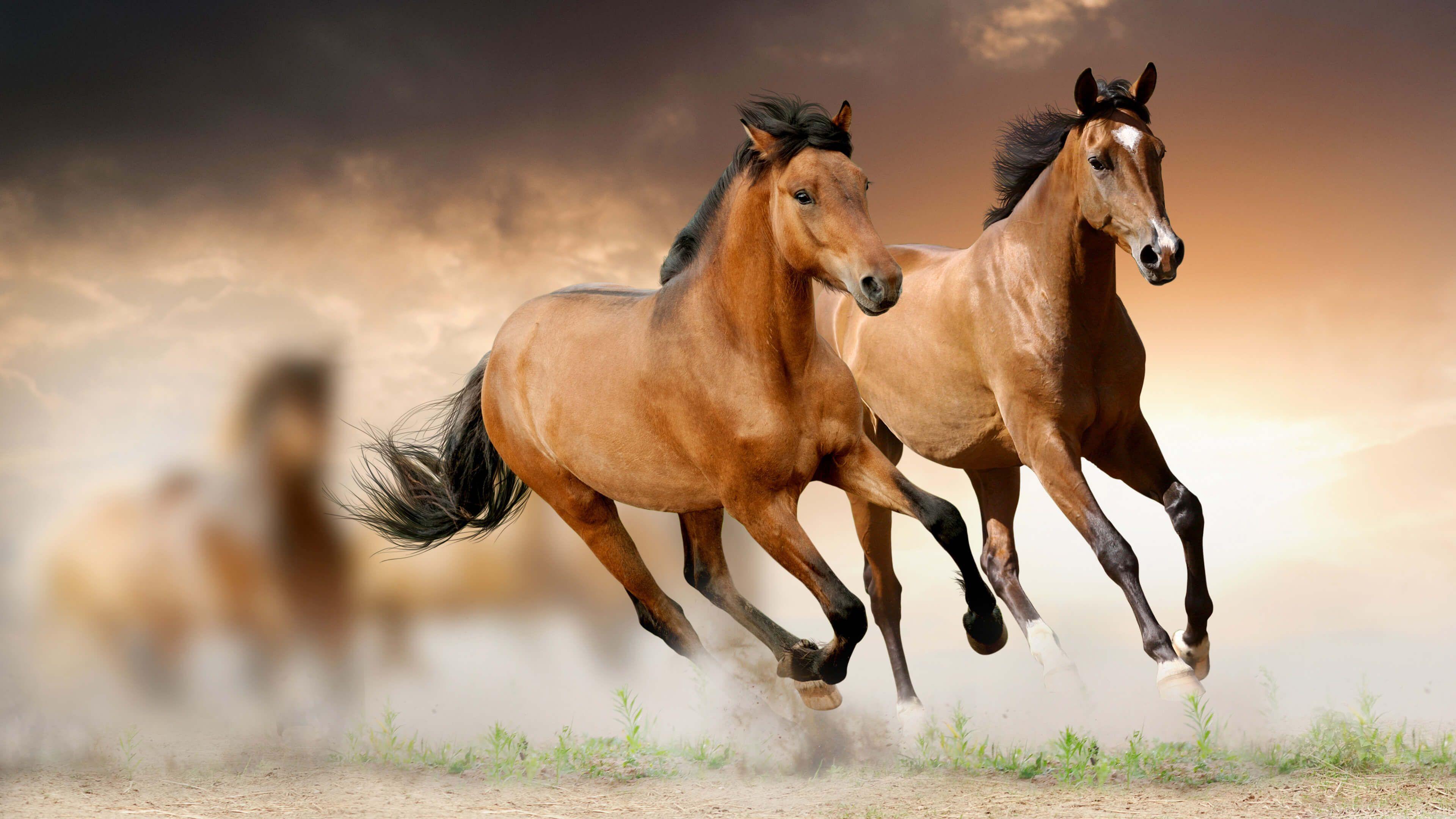Brown Horses Running 4K Wallpaper. Animals 4K Wallpaper. Horse wallpaper, Horses, Beautiful horses