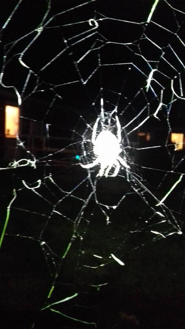 Ghost spider Wallpaper