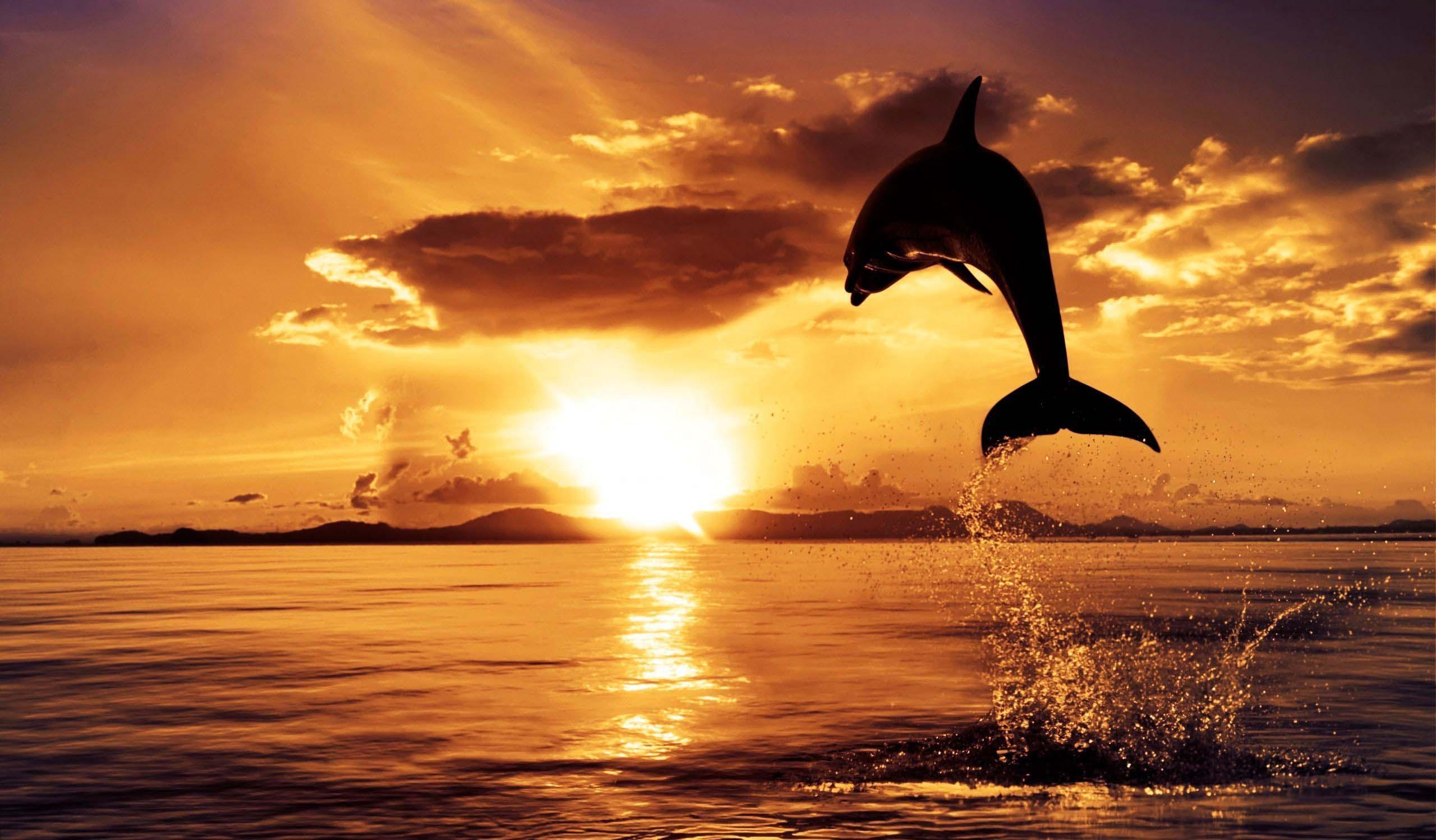 Ocean Sunset Wallpaper Image Photo Picture Background