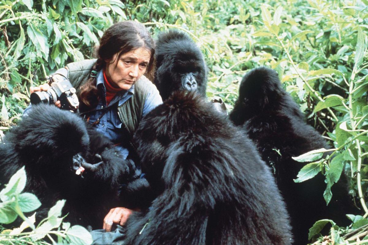 INTERVIEW: Dian Fossey Gorilla Fund CEO Tara Stoinski Global