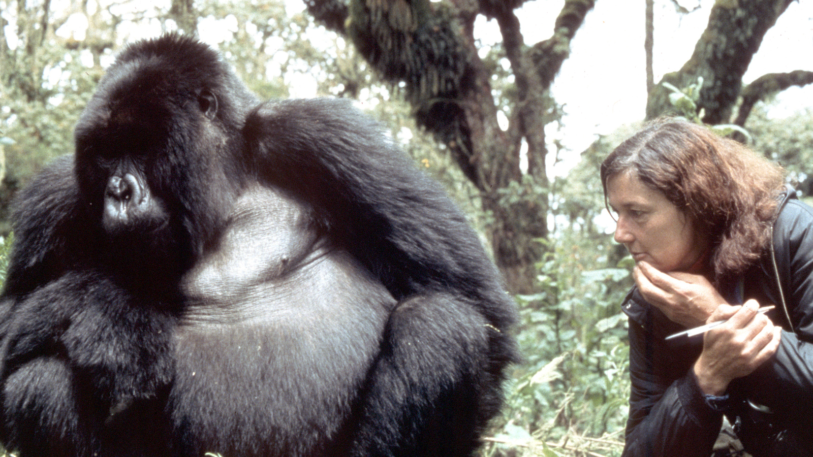 Dian Fossey Profile