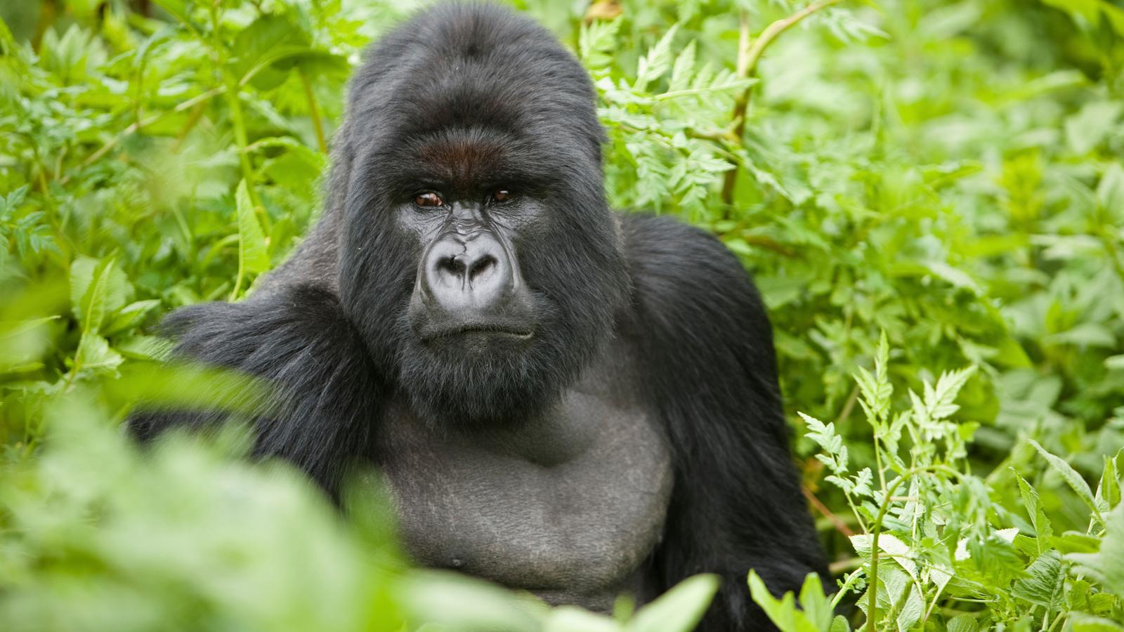 About The Lost Film of Dian Fossey. The Lost Film of Dian Fossey