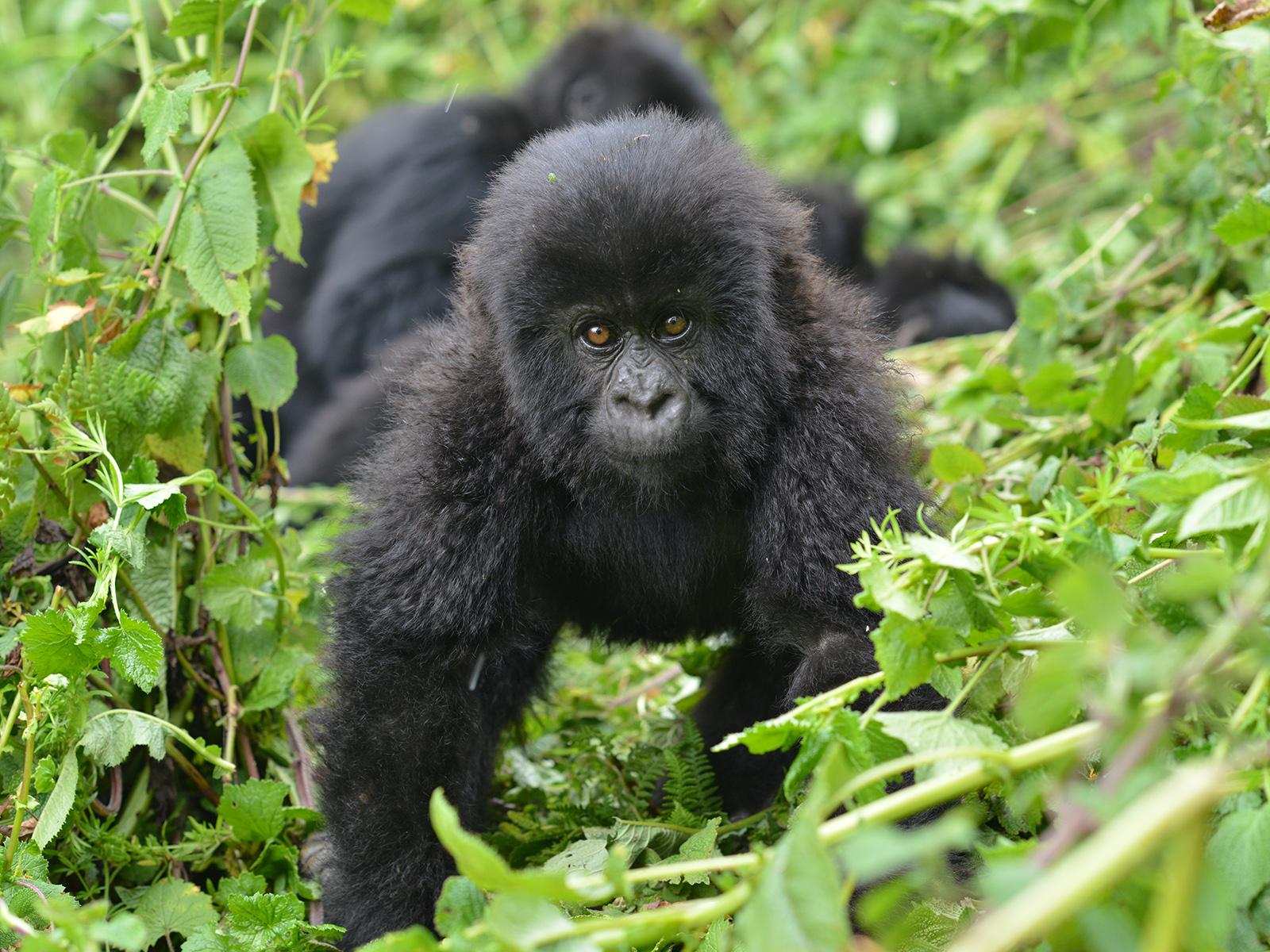 Protecting Gorillas With the Dian Fossey Gorilla Fund's Path