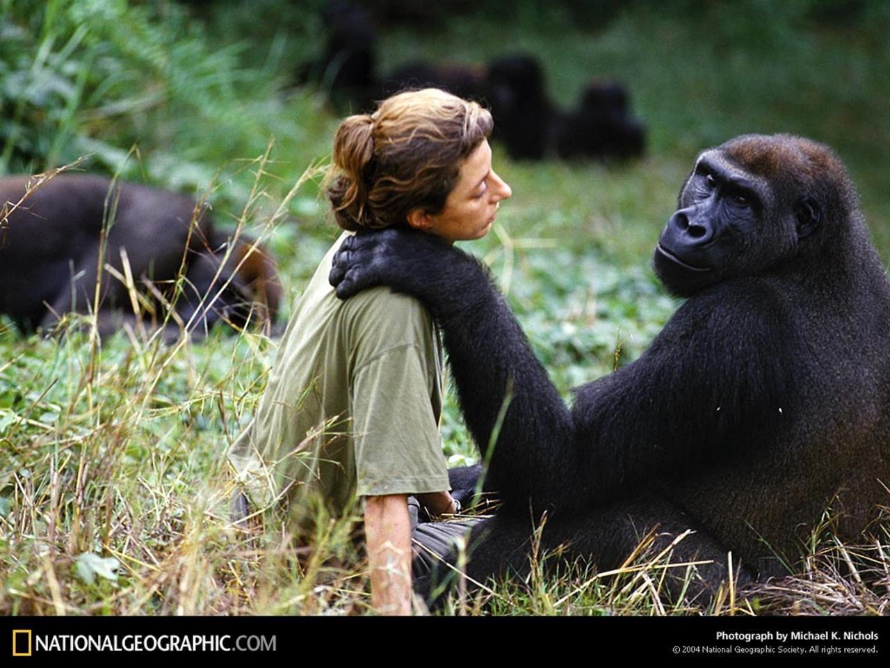 Animals. Dian fossey, Animals, Jane goodall