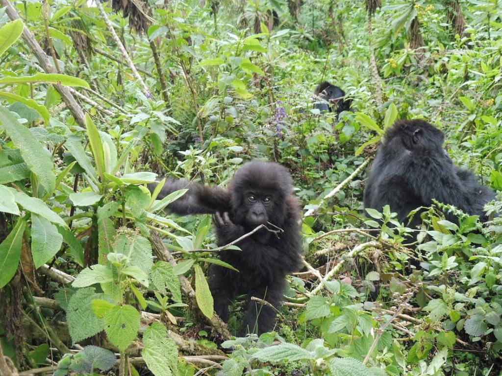 Update on infant gorilla named for Dian Fossey