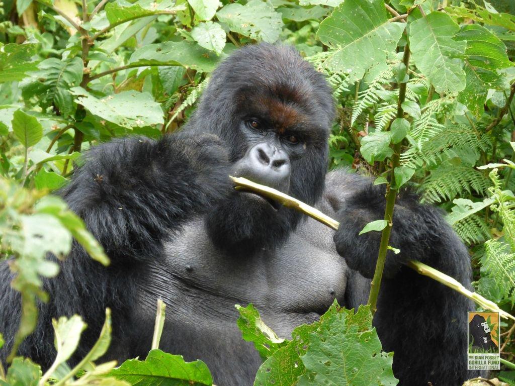 Fossey Gorilla Fund Fossey Fund is saddened to