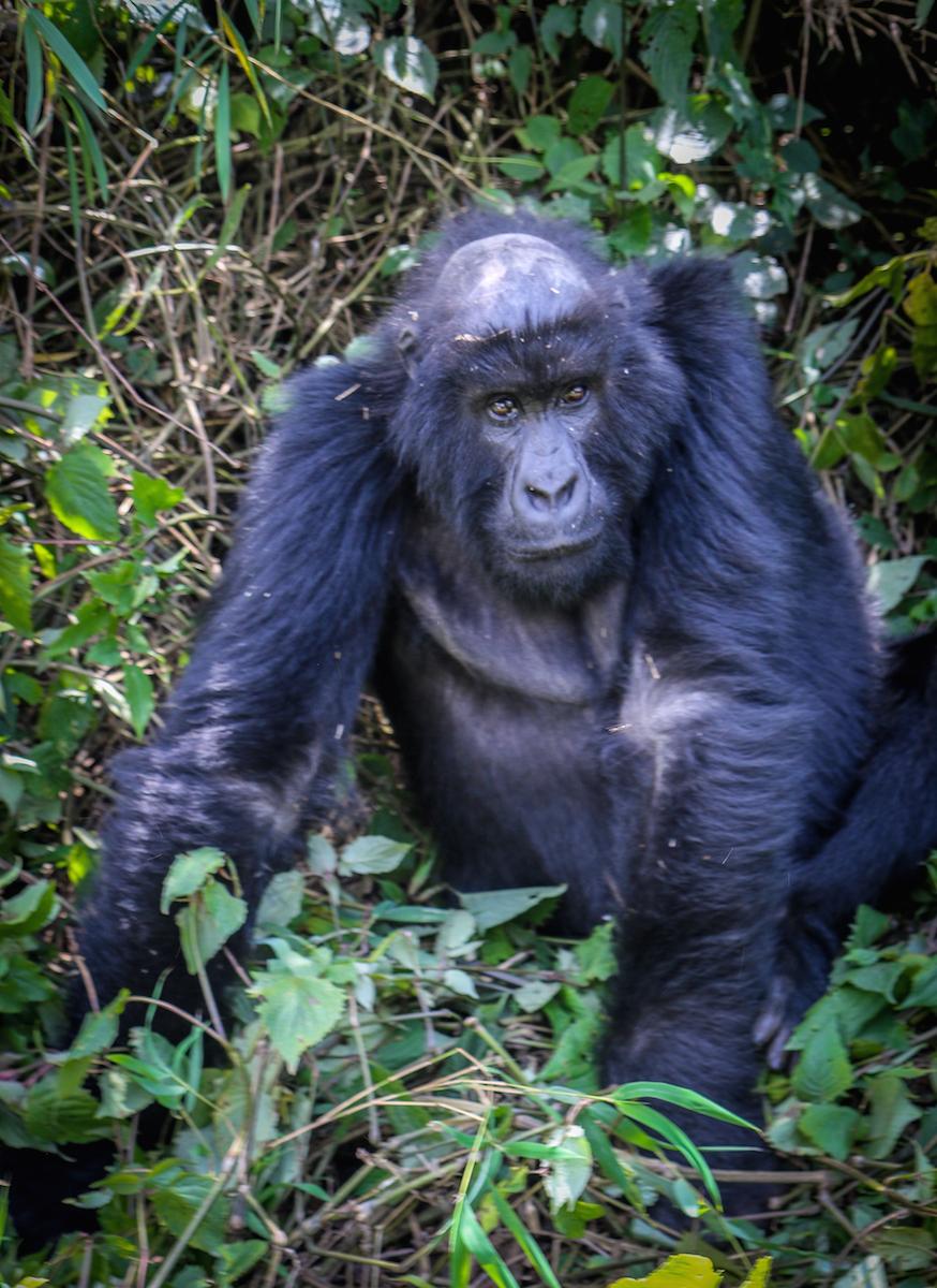 INTERVIEW: Dian Fossey Gorilla Fund CEO Tara Stoinski Global