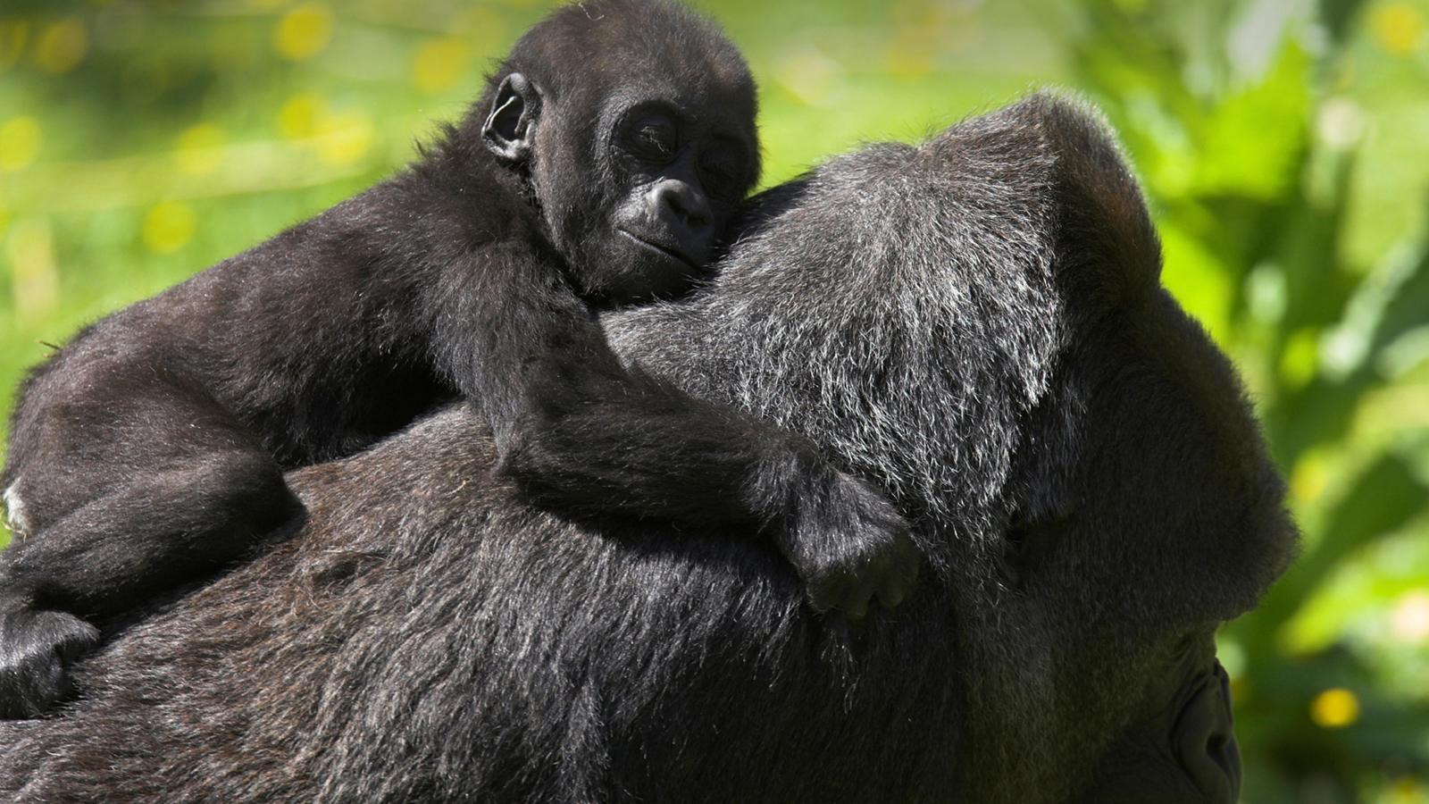 Gorilla Trekking Dian Fossey. Rwanda and Uganda Safaris Packages