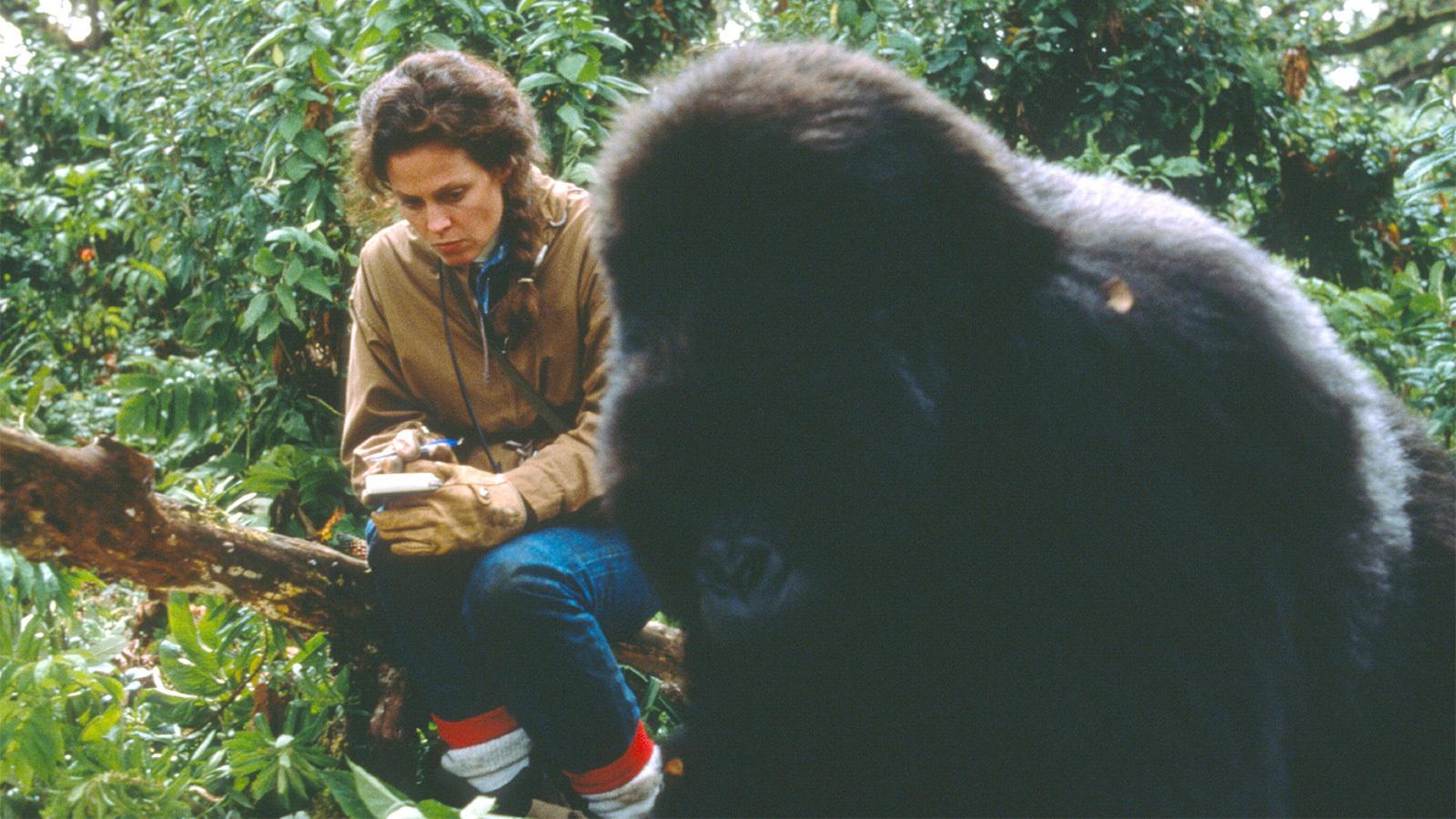 Dian fossey презентация