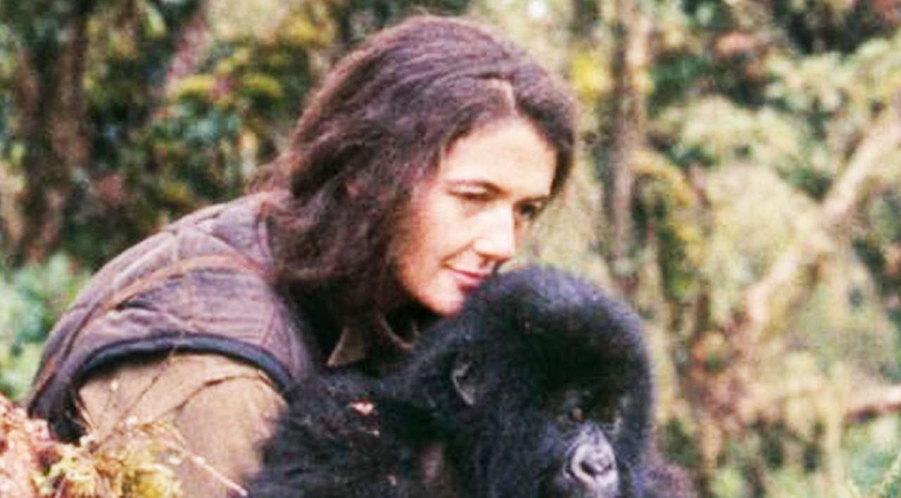 Dian fossey презентация