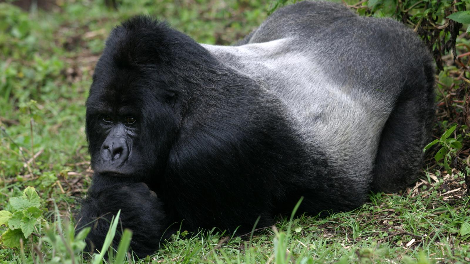The Lost Film of Dian Fossey