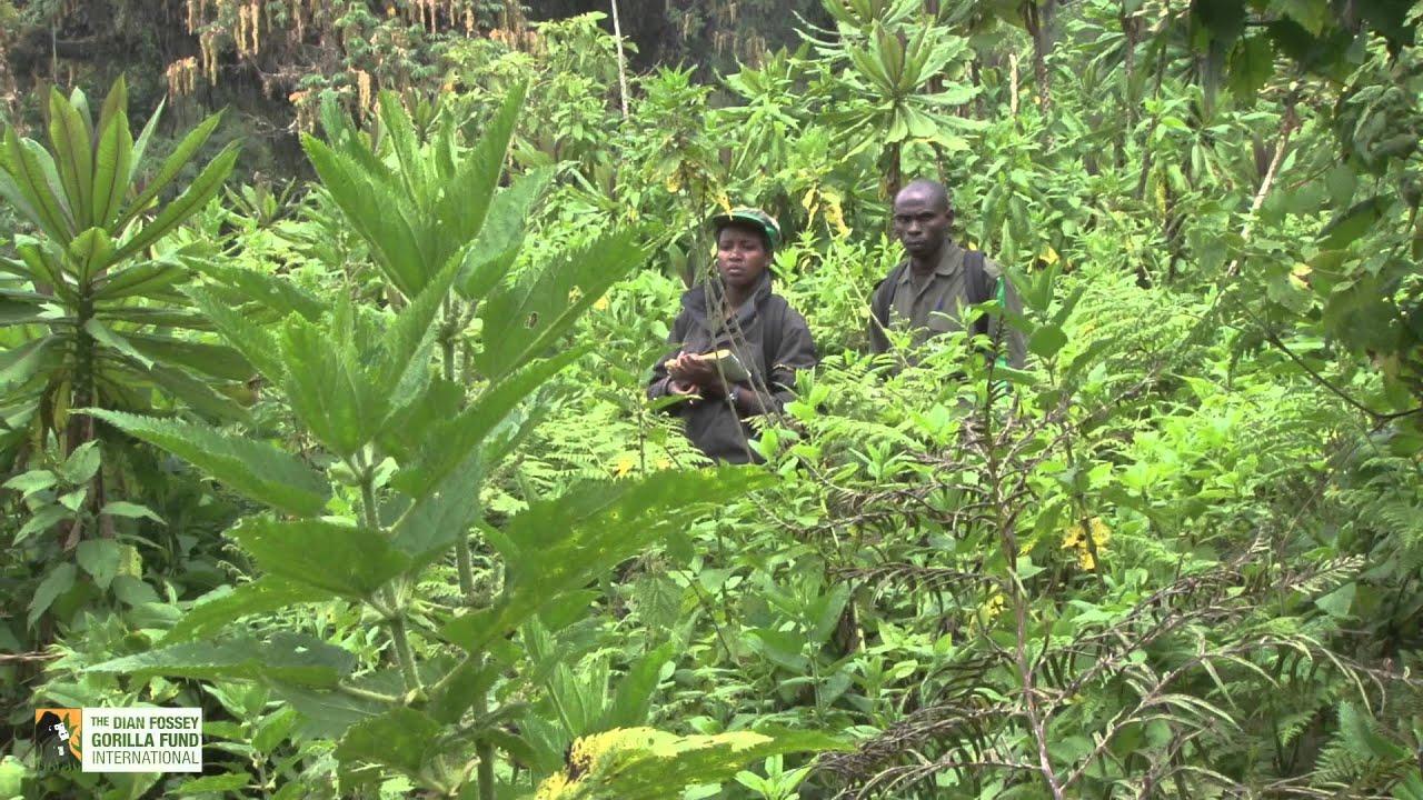 Dian Fossey Gorilla Fund