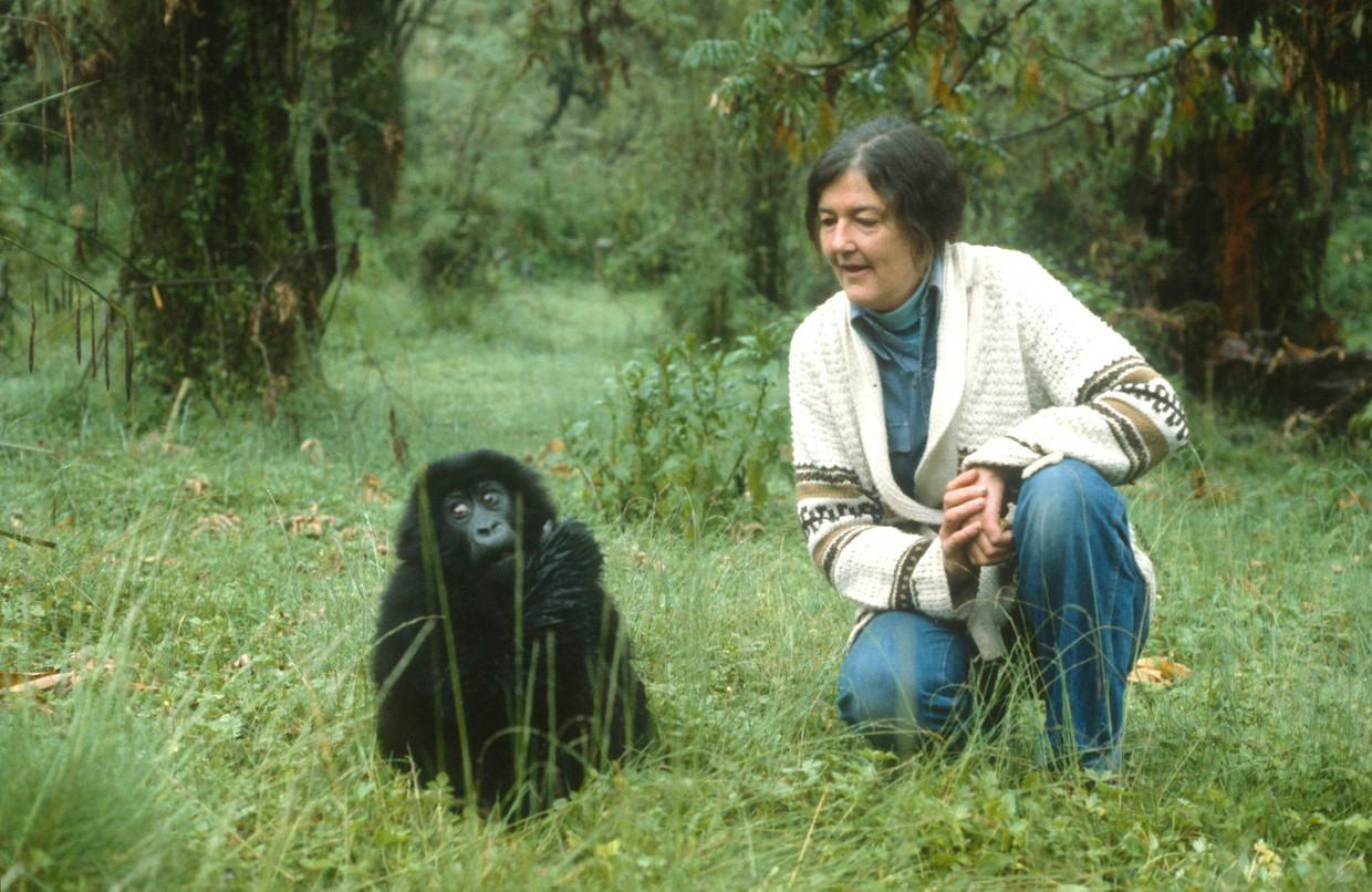 Gorilla tracking, day tours, safaris in Uganda, safaris in Rwanda