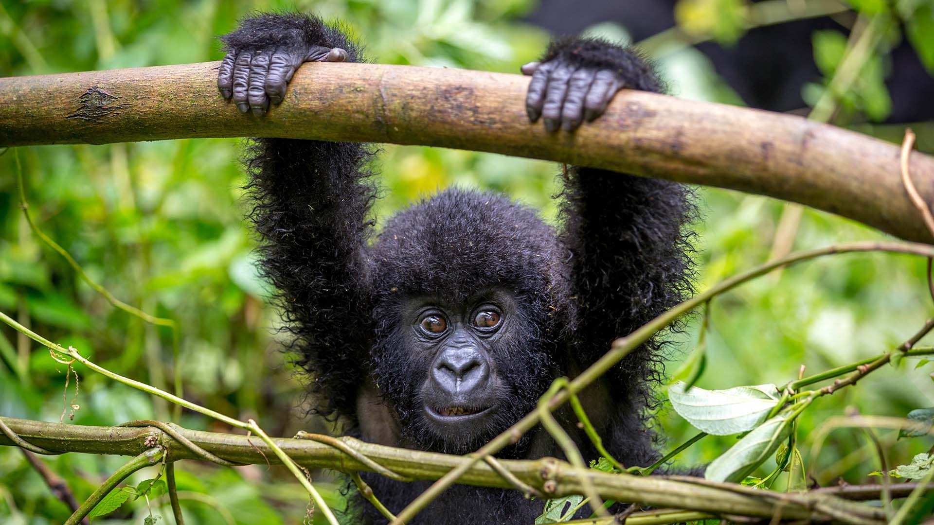 Days Affordable Rwanda Gorilla Trek and Dian Fossey Hike