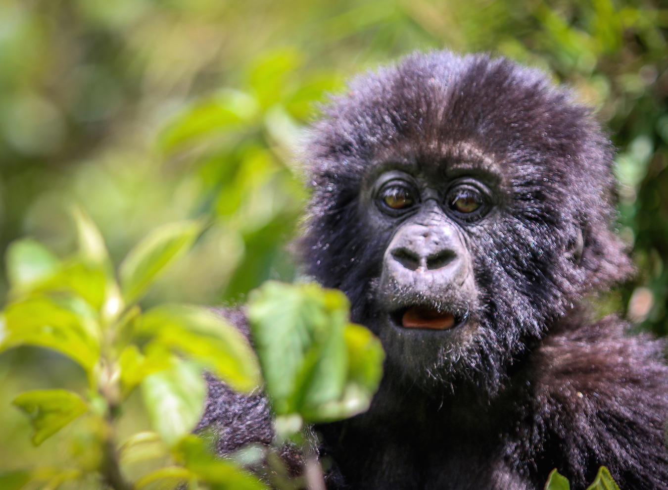 INTERVIEW: Dian Fossey Gorilla Fund CEO Tara Stoinski Global