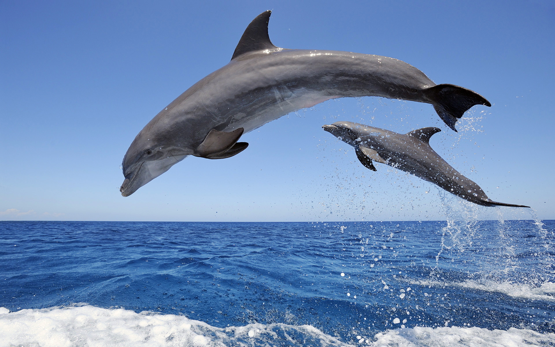 Dolphin Wallpaper HD Picture