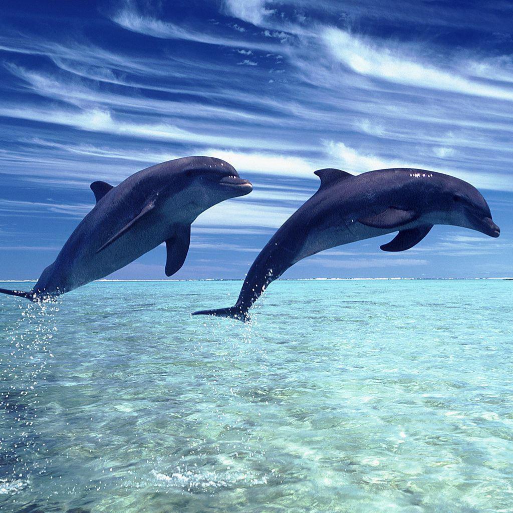 Dolphins Jumping HD Wallpaper, Background Image