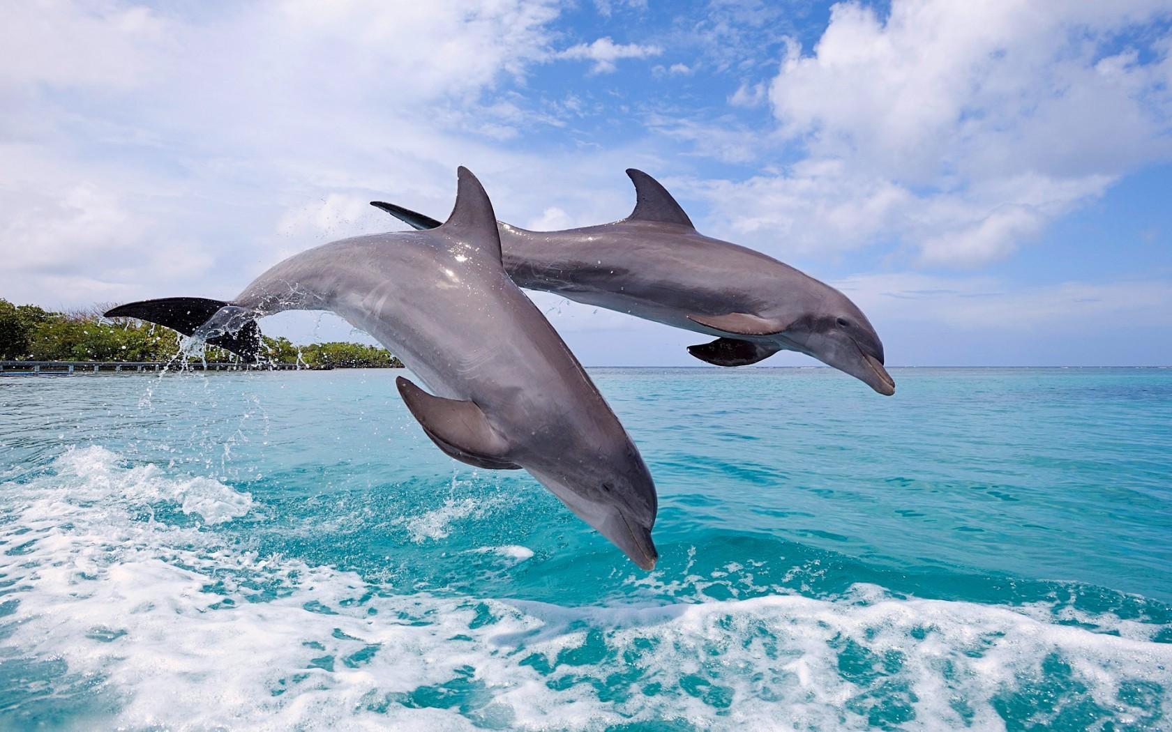 1680x1050 dolphin jumping sea wallpaper and background JPG