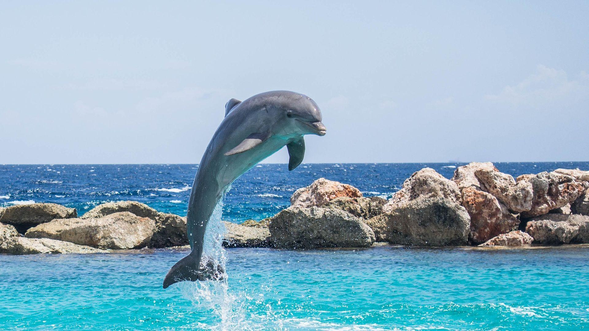 Dolphin Jumping in Sea Wallpaper