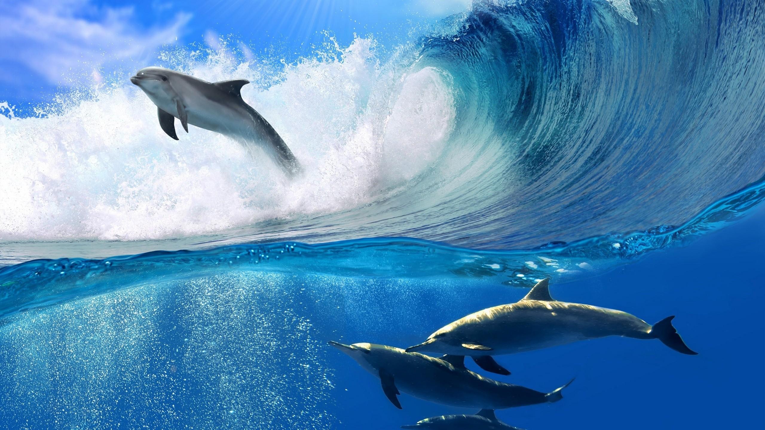 Dolphin jump wallpaper and image, picture, photo