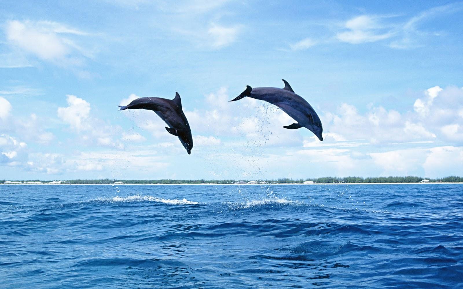 Dolphins Jumping In The Ai HD Wallpaper, Background Image