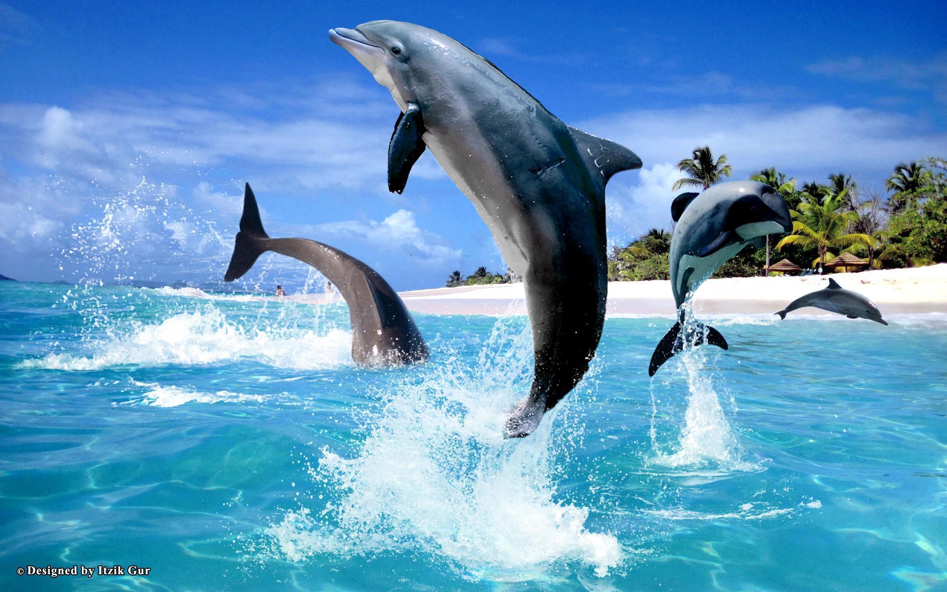 Dolphins Jumping Around Beach HD desktop wallpaper, Widescreen