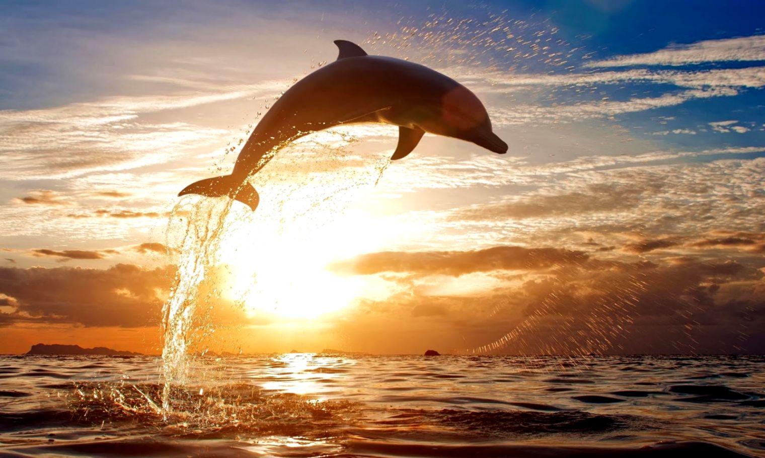 Dolphins Jumping HD Wallpaper Free Download