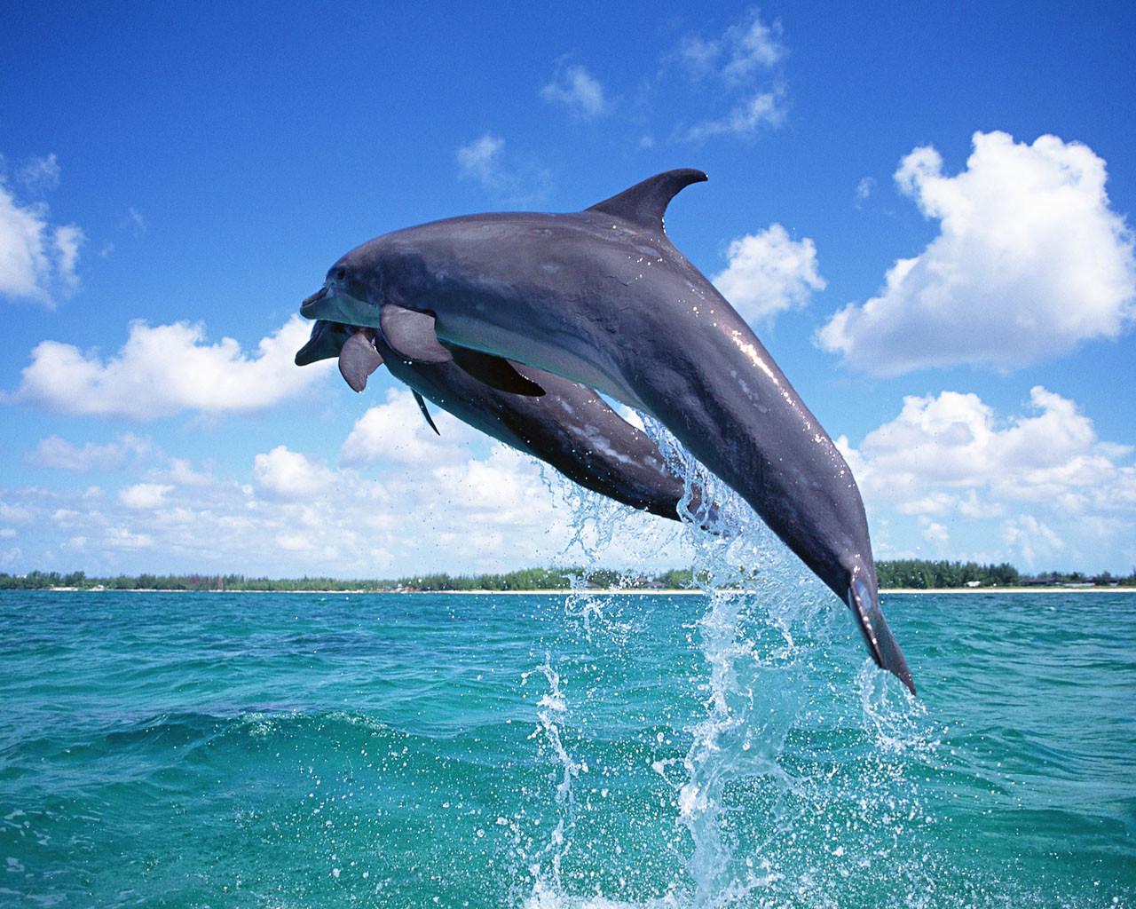 Desktop is cool, 30 fresh dolphins wallpaper