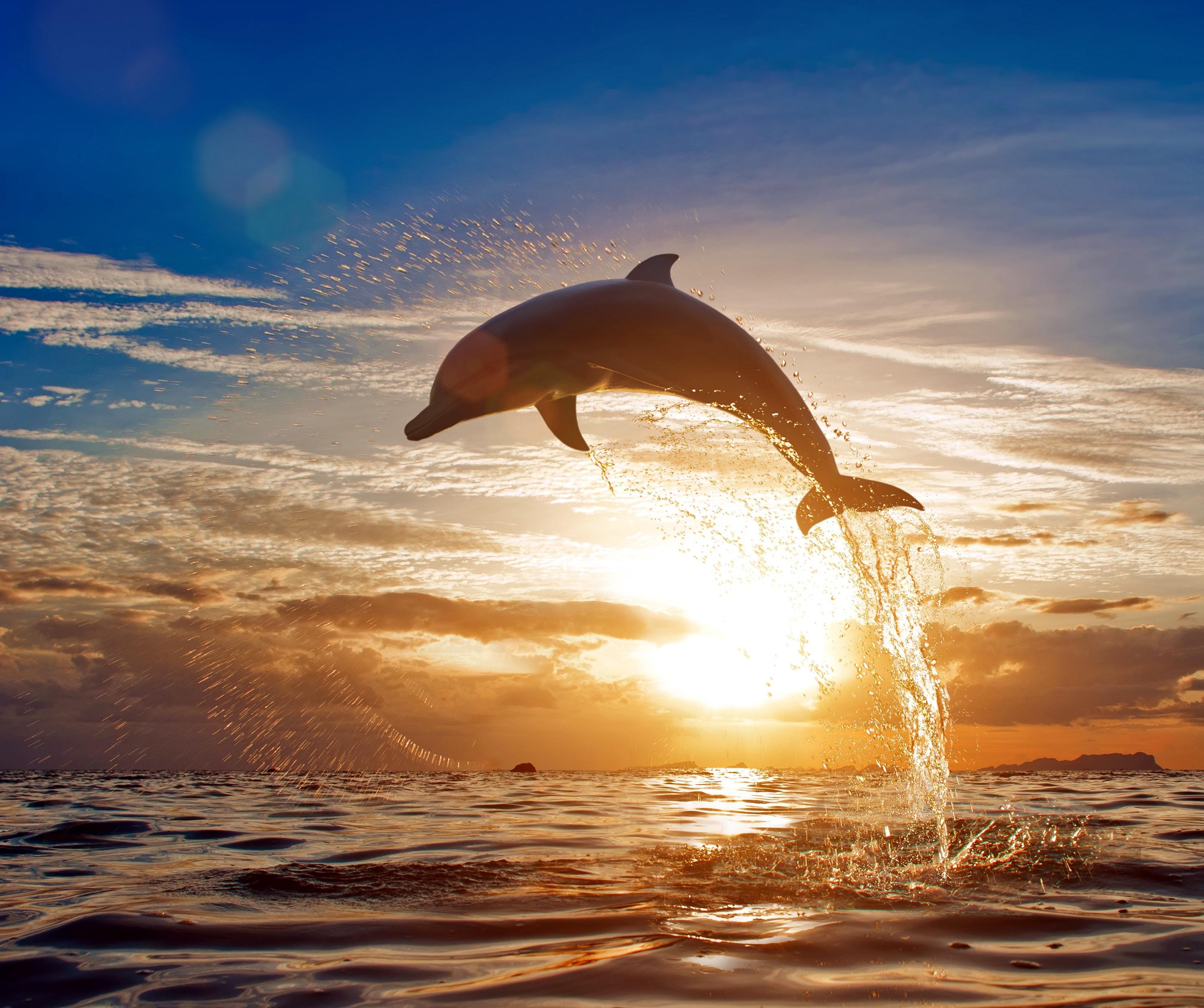 Dolphin Jumping Out Of Water, HD Animals, 4k Wallpaper, Image