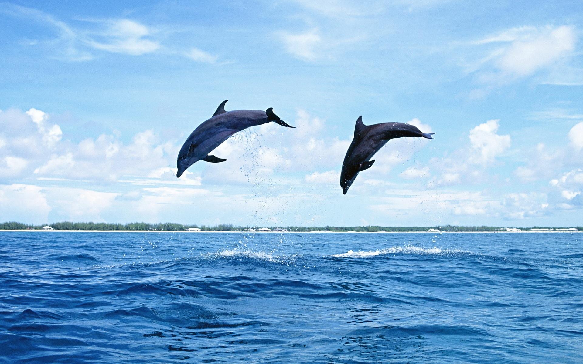 Wallpaper Two dolphins jumping 1920x1200 HD Picture, Image