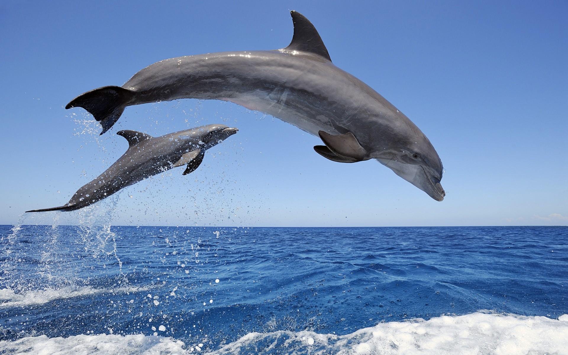 Dolphins jumping out of the water Wallpaper Full HD