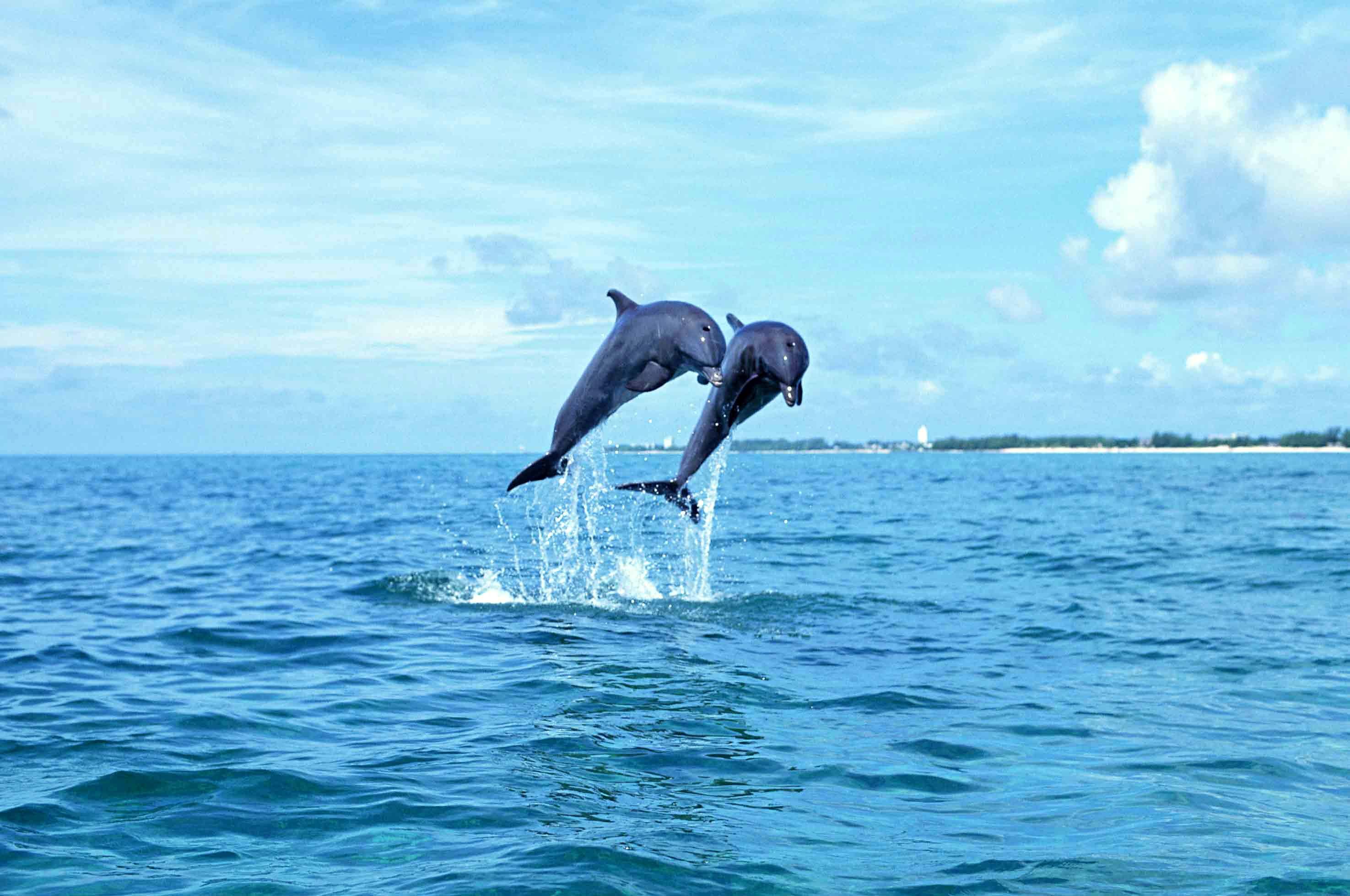 Dolphins jumping wallpaper
