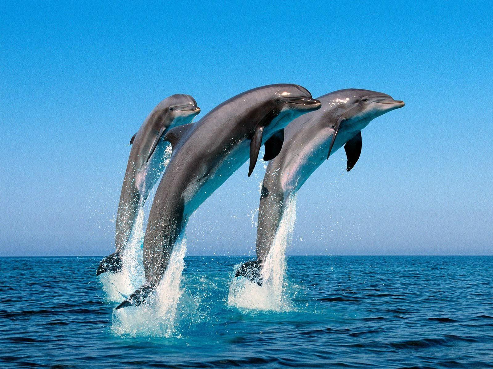 1920x1080 animals dolphin jumping sea splashes wallpaper