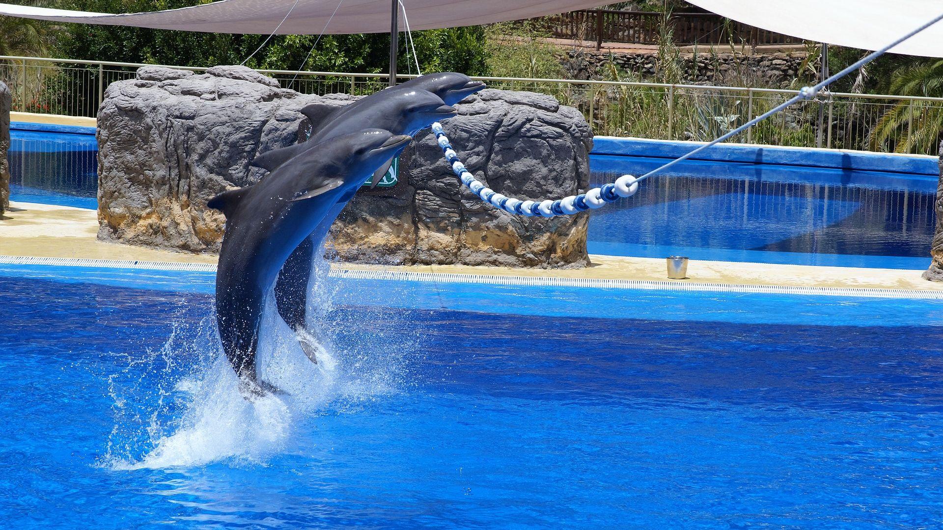 Dolphins High Jump Wallpaper