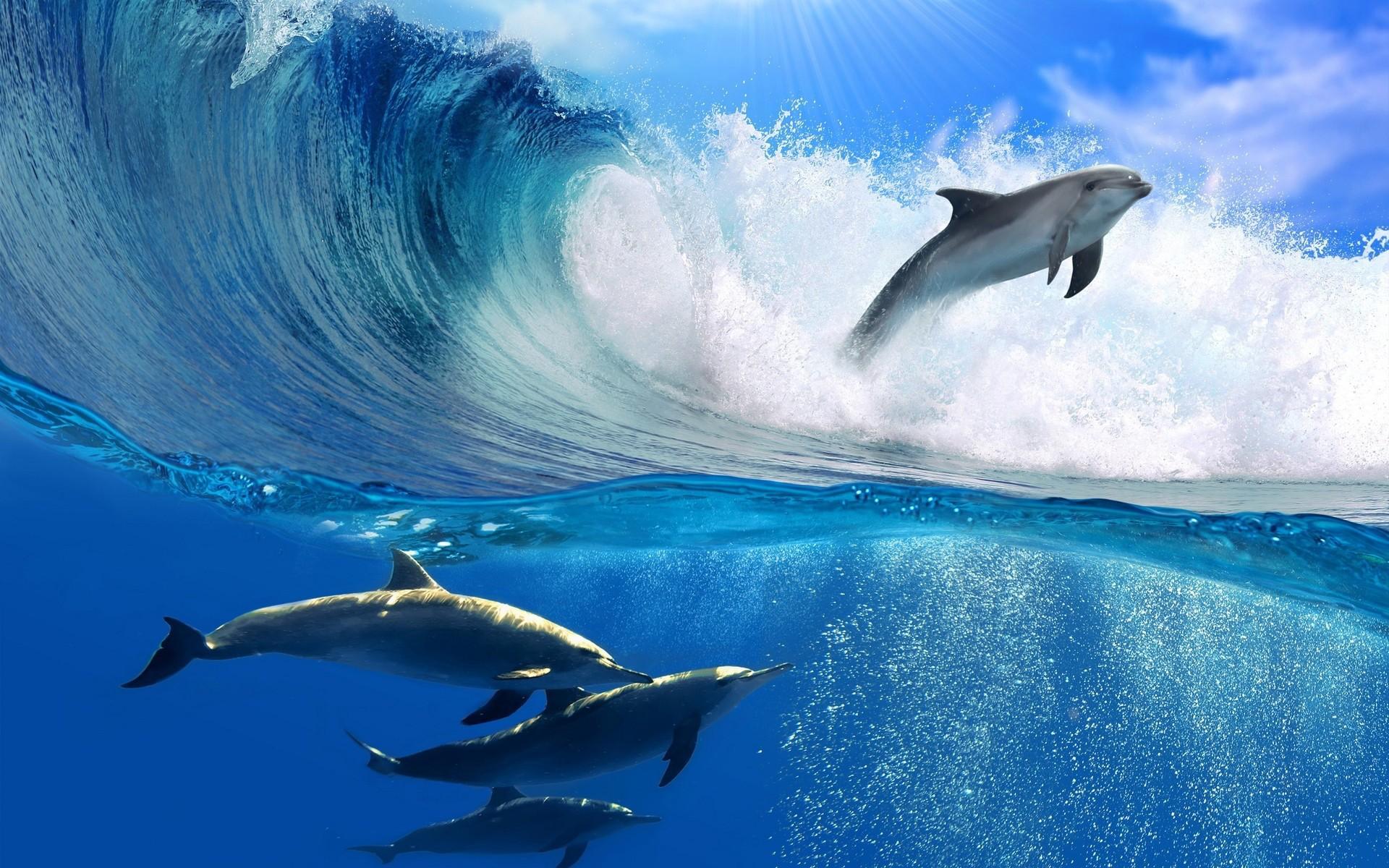 Dolphin Jumping Through Wave