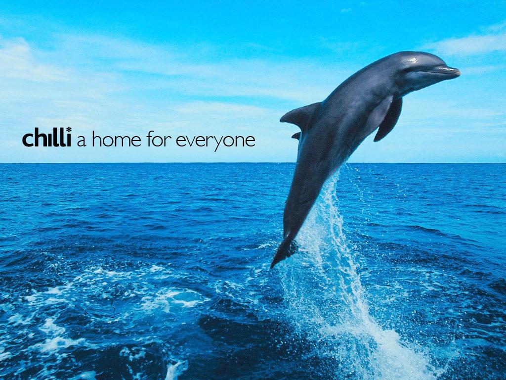 Dolphin HD Wallpaper Background Wallpaper 1024x768