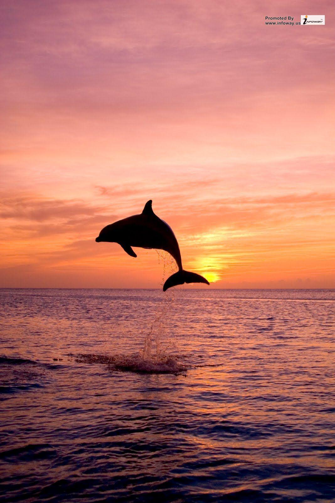 dolphins jumping in the sunset HD wallpaper. Sunrises and Sunsets