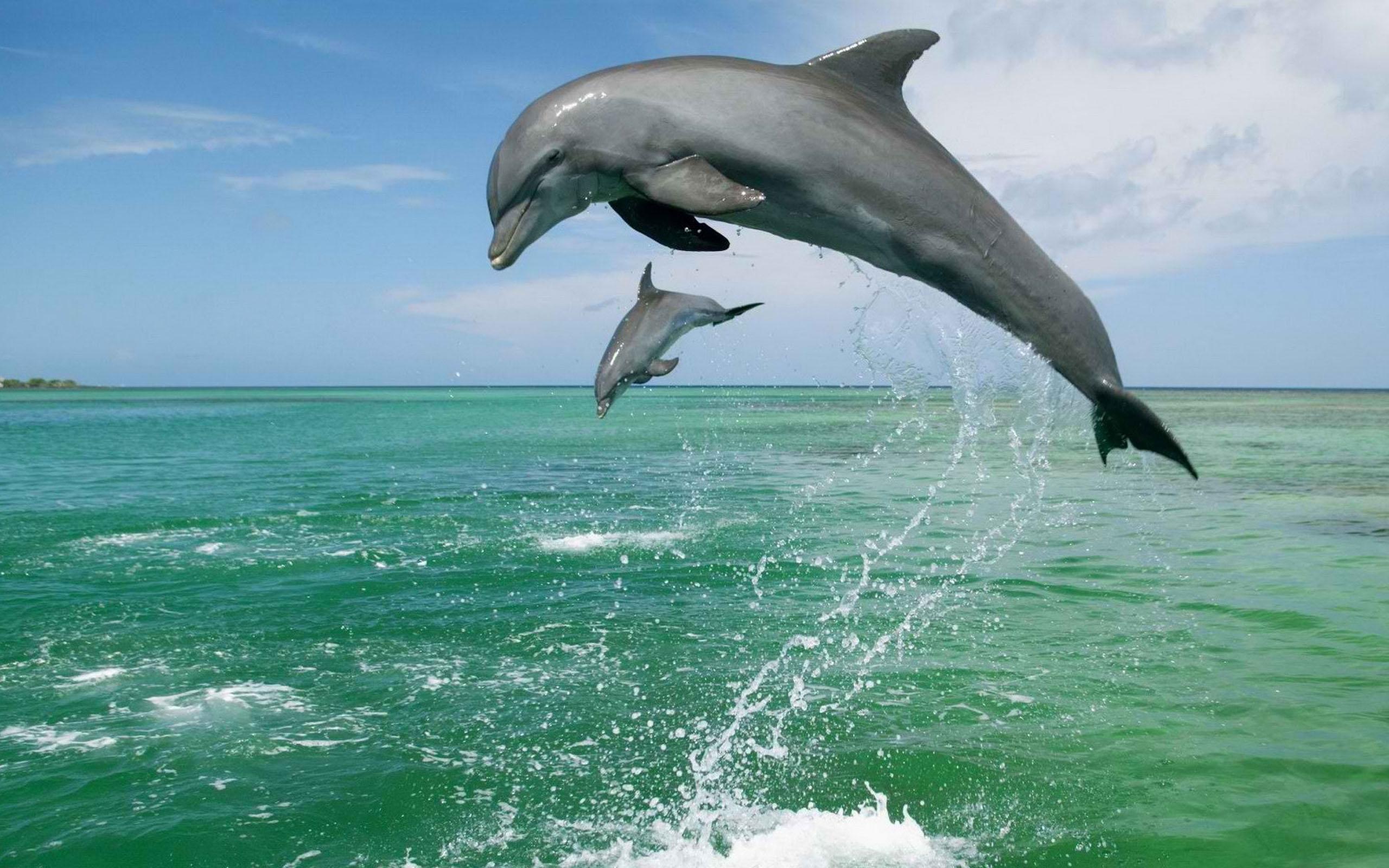 Dolphin Live Wallpaper for Android