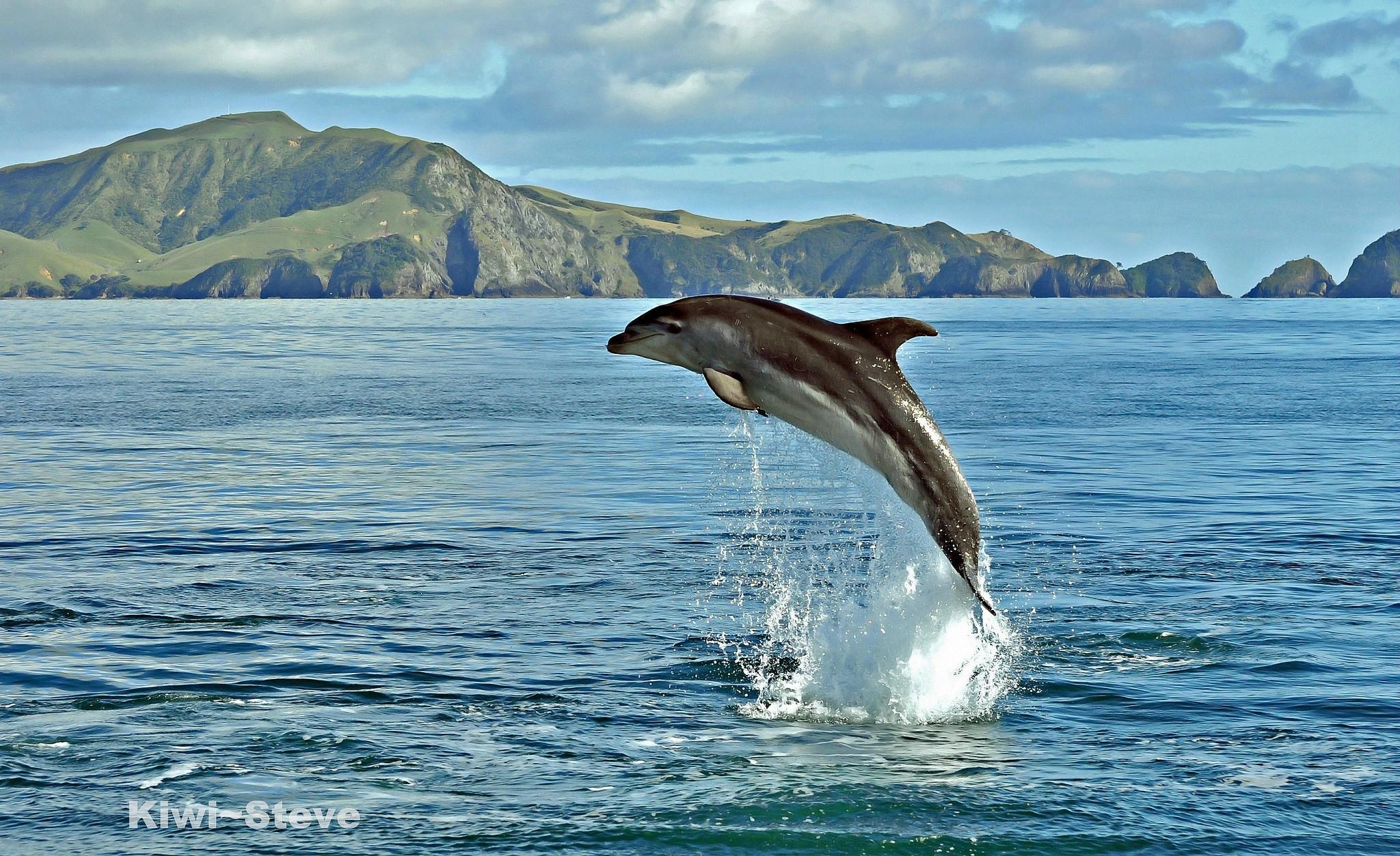 Dolphins: Jumping Dolphin Ocean Life Jump Gde Fon Cool Wallpaper