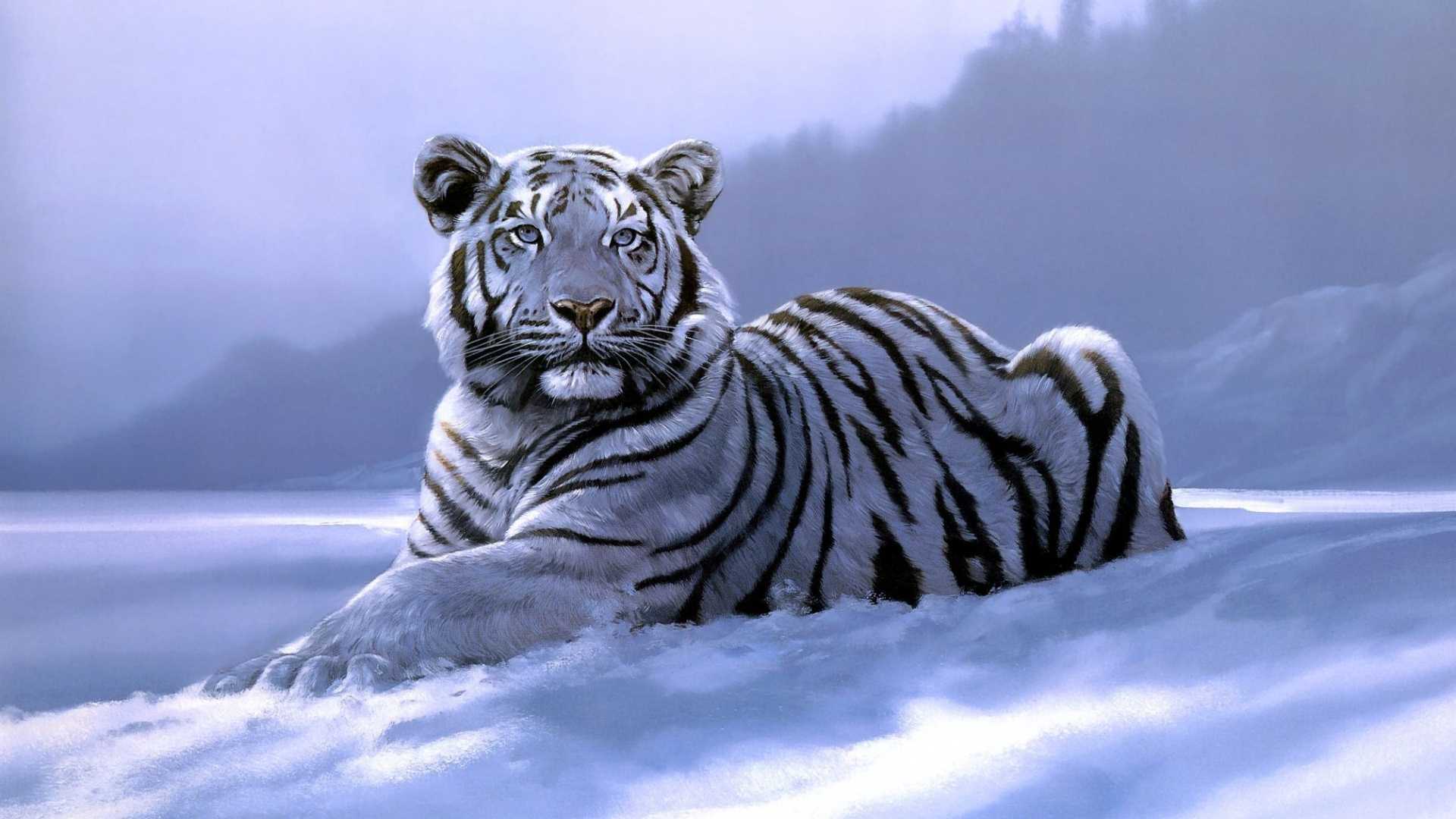 White Tiger Wallpaper Best Collection Of Tiger HD Wallpaper