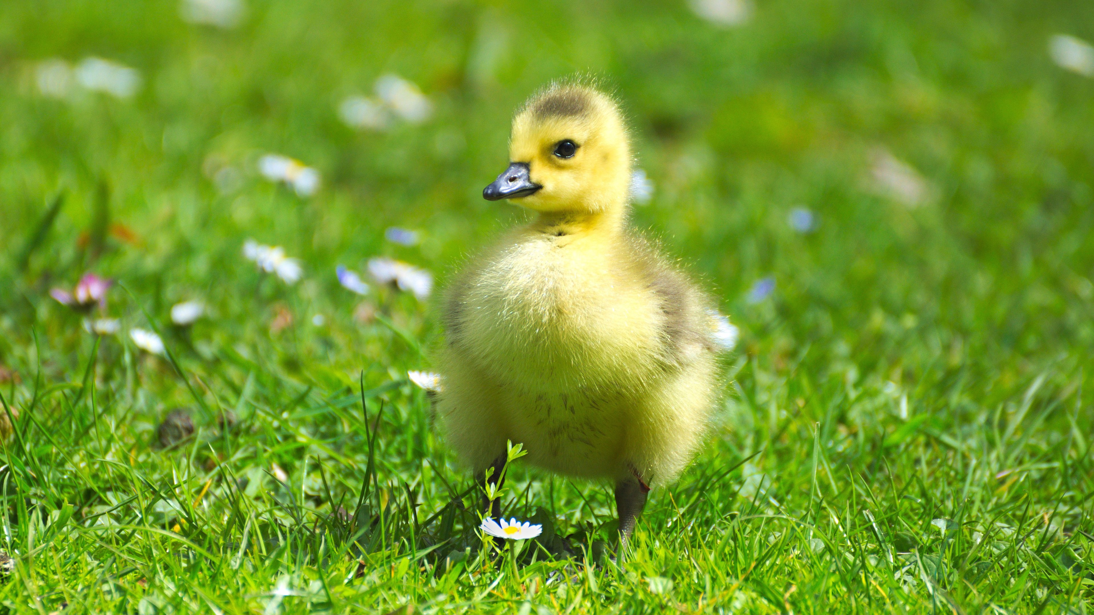 Cute Little Gosling in the Grass 4k Ultra HD Wallpaper. Background