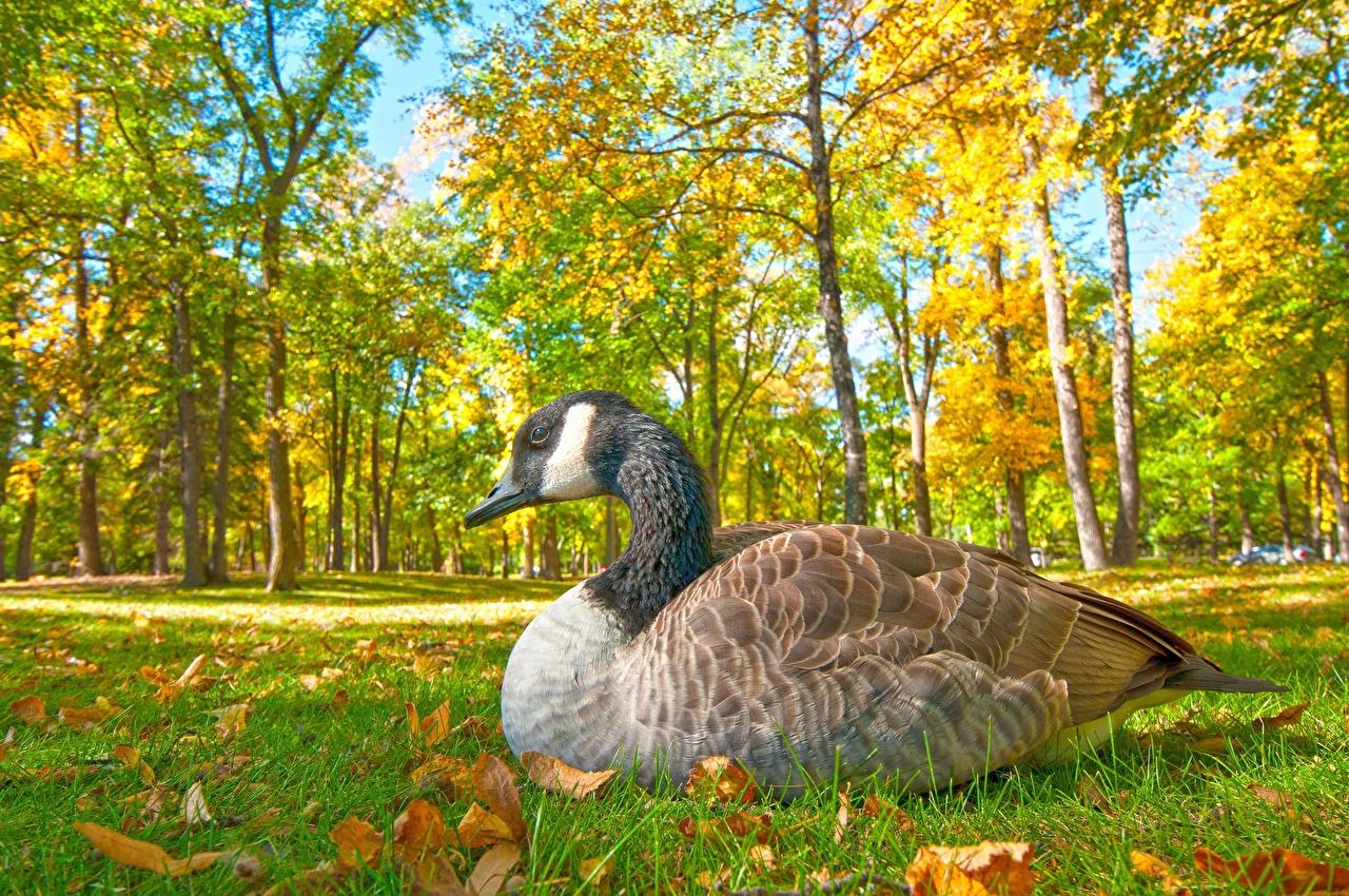 Wallpaper Geese Autumn Parks Grass Animals